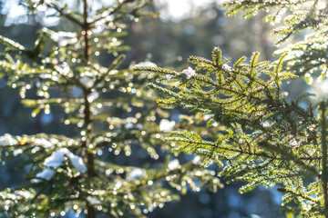 Winter forest in Seefeld, Austria