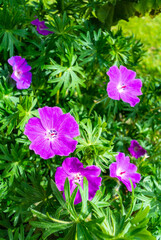 Pink flowers of Geranium sanguineum