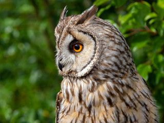 Close up of a Long-eared Owl