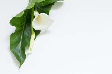 white calla flower on white background