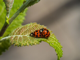 Harlequin ladybirds Mating on a Leaf