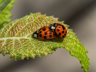 Harlequin ladybirds Mating on a Leaf