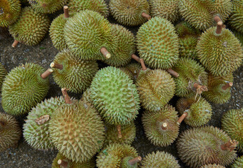 Group of fresh durians in the durian market.