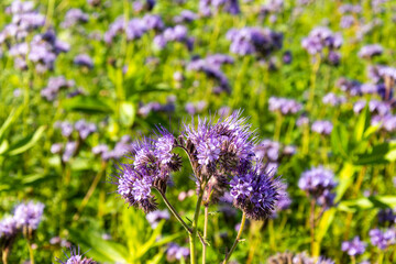Blühende Bienenweide  (Phacelia tanacetifolia)