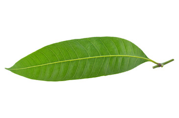 maprang leaf transparent png