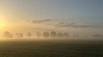 Early morning sunrise in a field