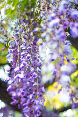  Japanese wisteria (Fuji), species of flowering plant  native to Japan. These racemes burst into great trails of clustered white, pink, violet, or blue flowers in early- to mid-spring
