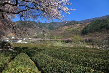 Fototapeta na wymiar Tea fields in Hwagae, Hadong-gun