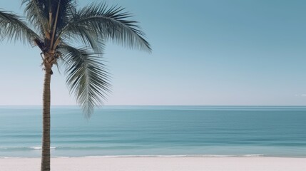 Fototapeta na wymiar Palm tree leafs on the beach