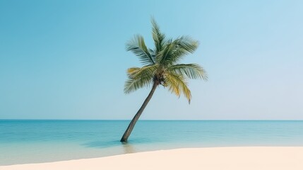 Obraz na płótnie Canvas Palm tree leafs on the beach