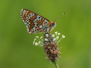 Glanville Fritillary Resting on Ribwort Plantain