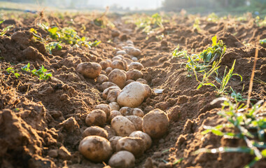 organic potatoes in field.Harvesting organic potatoes.