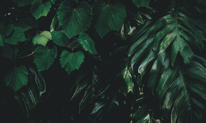 Tropical green leaf background, Dark tone theme.