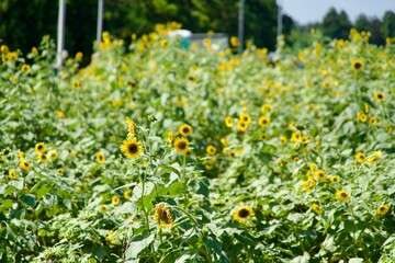 Scenery of sunflower field in summer in Ishikawa