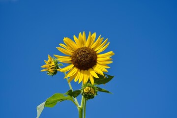 Blue sky and yellow sunflowers