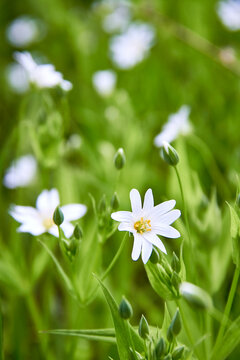 White flowers of the lanceolate star plant in a green clearing in the woods on a sunny day. White wildflowers