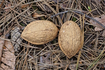 two pieces of brown walnut shell lie on gray dry needles in nature in the forest