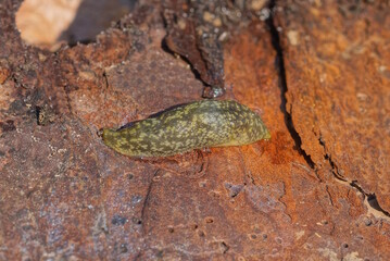 one gray slug snail on brown bark in nature