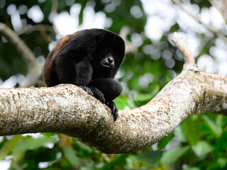 Male Howler Monkey sitting on tree branch