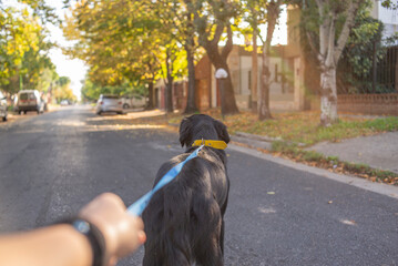 Perro negro paseando por la calle con correa