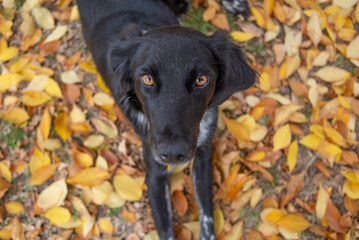 Retrato de perro negro en plano cenital sobre hojas de otoño 