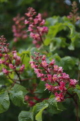 Blooming ruby red horse chestnut 