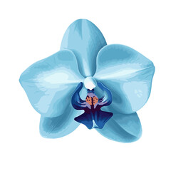blue orchid flower isolated on white