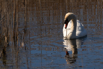 I love the look of this beautiful white swan swimming through this pond. The large white bird seems quite peaceful. The reflection under this avian is really pretty in the still water.