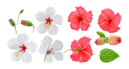red and white hibiscus flower isolated on transparent png
