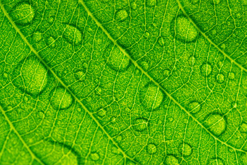 Nature of green leaves in garden at summer with sunlight. Natural green leaf plants using as spring background environment ecology or greenery wallpaper.