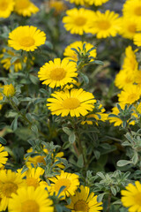 群生する黄色いゴールドコインの花