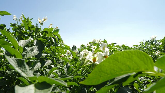 we walk across a blooming potato field, between rows of potatoes, white flowers