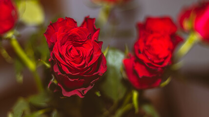 Red roses front view