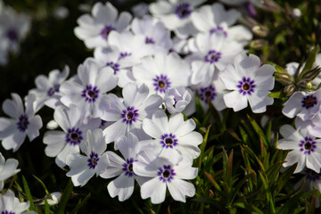 Phlox subulate covered with shiny evergreen leaves and small flowers.