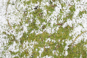 snow-grass texture