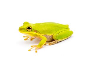 Lime Green wild Squirrel Treefrog - Hyla squirella isolated on white background side profile view