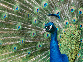 Fototapeta premium Portrait d'un paon