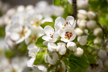 Fototapeta premium Flowers on the plum. The first flowers on fruit trees.
