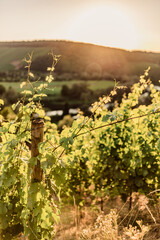 Weinberge in Deutschland
