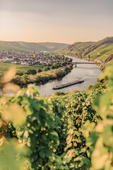 Weinberge in Deutschland