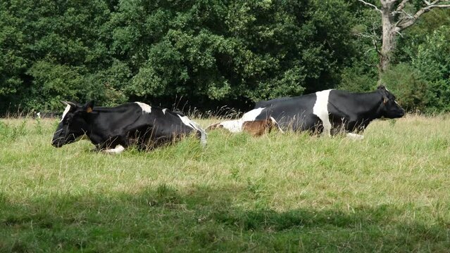 4K Holstein Cows Resting Relaxing in Green Grass Field Pasture Rural Farmland