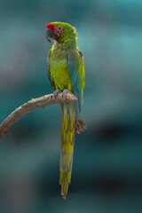 Wild green parrot bird. Great Green Macaw, Big ara parrot