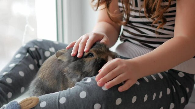 A little brunette girl strokes the fluffy fur of a brown pet rabbit by the window . The love of pets and their owners. Selective focus