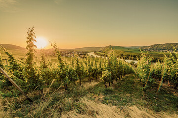 Weinberge Deutschland