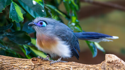 blue bird on a branch