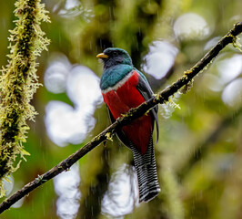 Collared Trogon perching in the rain