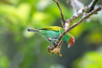 Colorful bird searching for bugs in a tree with blurred background.