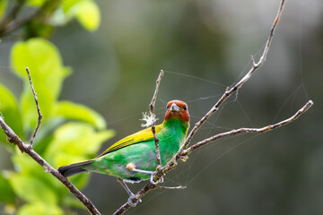 A colorful bird, the Bay-headed Tanager, Tangara gyrola, searching for bugs on a branch with a spiderweb.