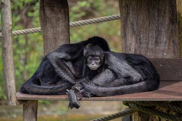 The black-headed spider monkey, Two Ateles fusciceps lie on a shelf.