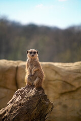 Portrait of Meerkat Suricata suricatta, African native animal